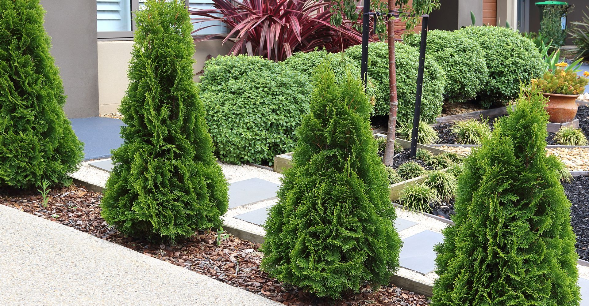 Sterk in planten