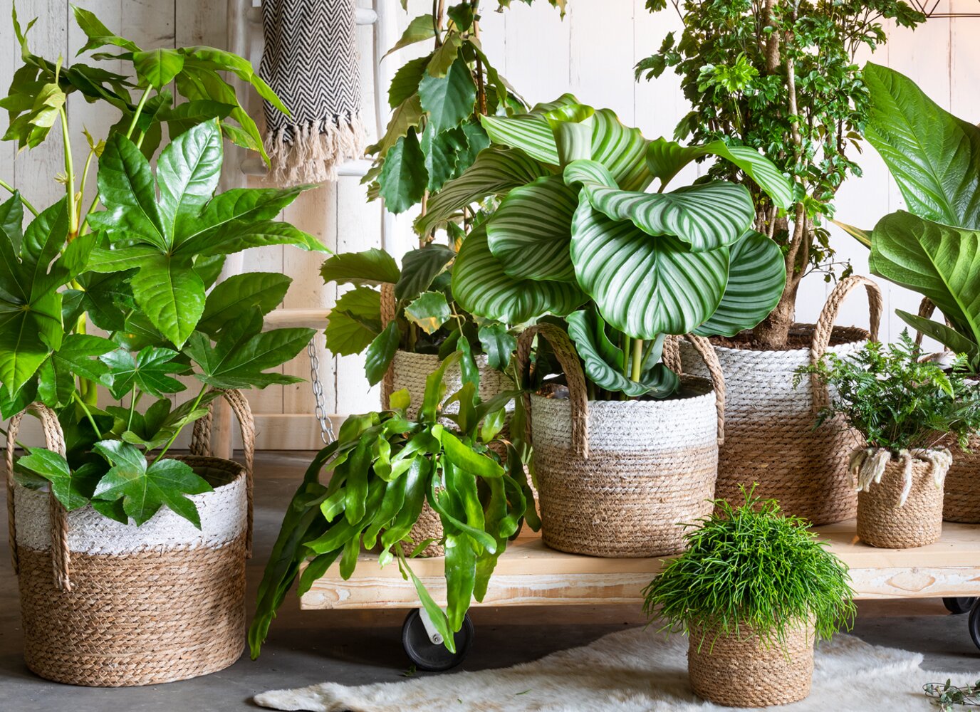 De mooiste planten voor binnen en buiten