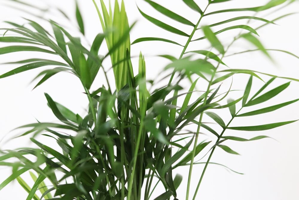 Top 10 groene planten