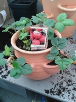 Aardbeien uit eigen tuin!
