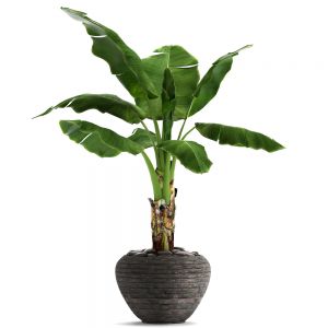 Bananenplant – Musa Dwarf Cavendish