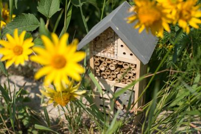 Biodiversiteit in de tuin