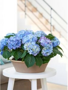 Hortensia