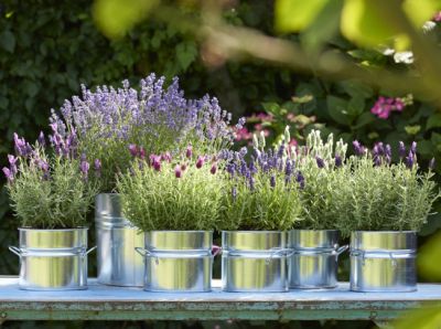 Lavendel | Balkonplant van het jaar 2018