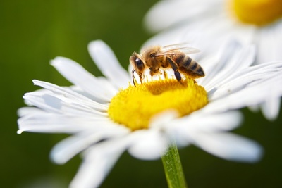 Maak van je tuin een bijenbuffet