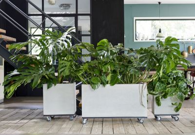 Monstera – Gatenplant