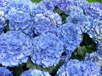 Hortensia brengt sfeer in huis!