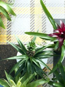 Sierananas (Bromelia)