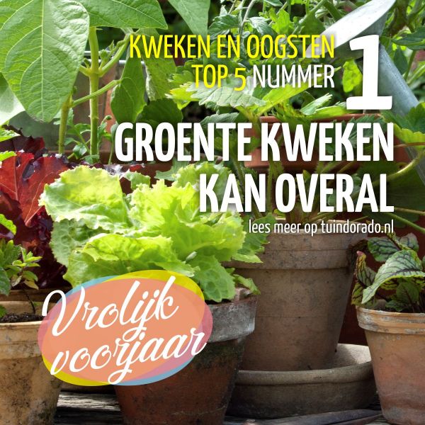 Top 5 kweken en 1. groente overal! Tuindorado