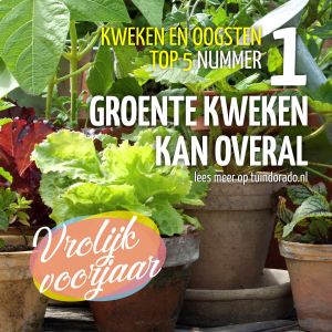 Top 5 kweken en oogsten: 1. groente kweken kan overal!