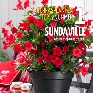 Top 5 terrasplanten: 1. Sundaville