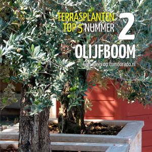 Top 5 terrasplanten: 2. Olijfboom