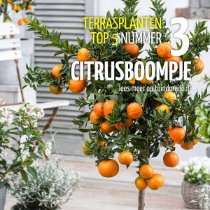 Top 5 terrasplanten: 3. Citrusboompjes