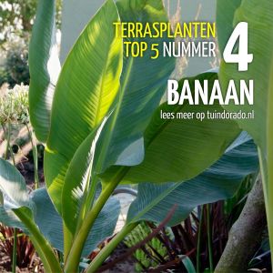 Top 5 terrasplanten: 4. Banaan