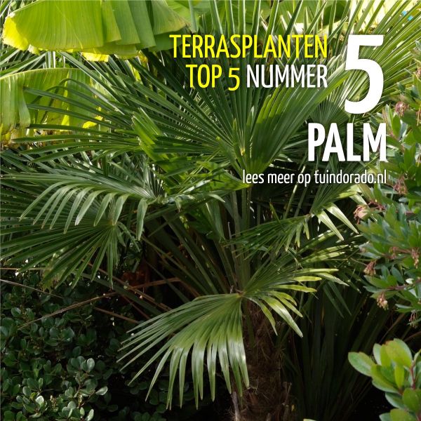 Gom rechtop Refrein Top 5 terrasplanten: 5. Palm - Tuindorado