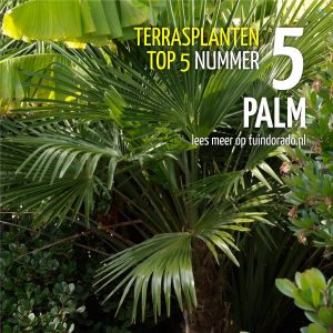 Top 5 terrasplanten: 5. Palm