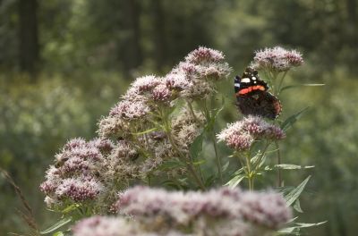 Vlinders in de tuin