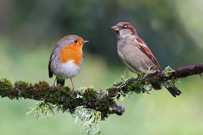 Vogels tellen en lokken tijdens de Nationale Tuinvogeltelling