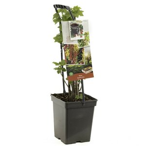 4 soorten in 1 pot Ribes Quatro-bes - draagbeugel