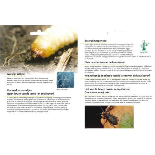 ECOstyle aaltjes tegen larven taxus- en snuitkever H 250 mln/500 m² - afbeelding 2