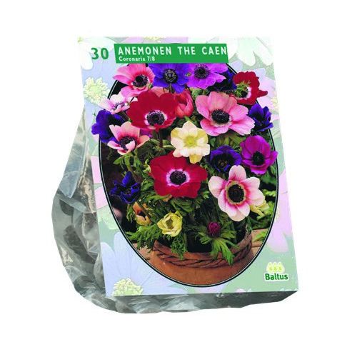 Anemone de Caen, Mix per 30