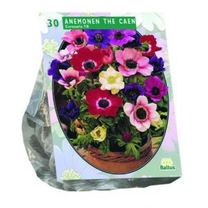 Anemone de Caen, Mix per 30