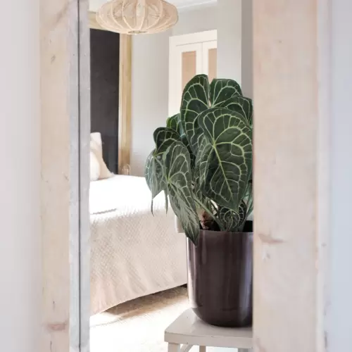 Anthurium Clarinervium - afbeelding 5