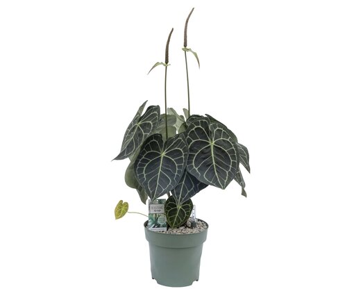 Anthurium Clarinervium - afbeelding 1