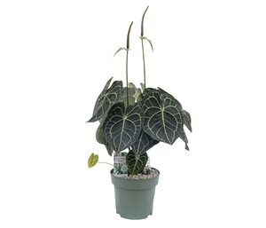 Anthurium Clarinervium - afbeelding 1