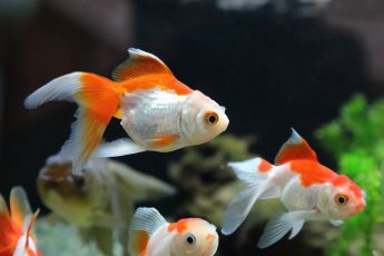 Aquaria