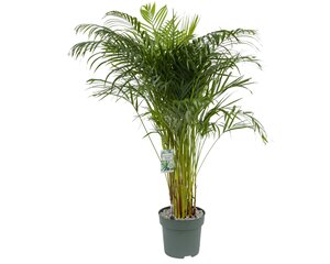 Areca Butterfly palm - afbeelding 2