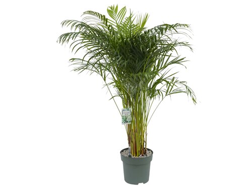 Areca Butterfly palm - afbeelding 1