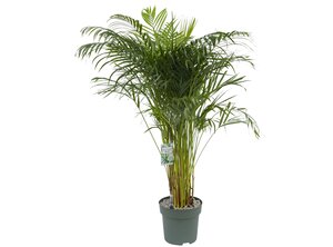 Areca Butterfly palm - afbeelding 1