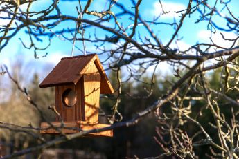 Biodiversiteit