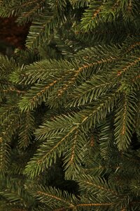 Black Box Macallan kerstboom groen TIPS 1748 - h185xd127cm - afbeelding 3