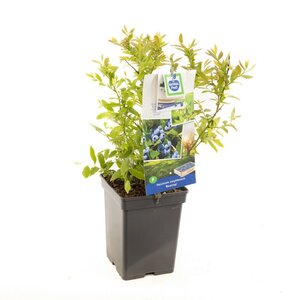 Blauwe bes (pluk augustus) Vaccinium corymbosum Bluecrop