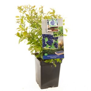 Blauwe bes (pluk augustus) Vaccinium corymbosum Goldtraube