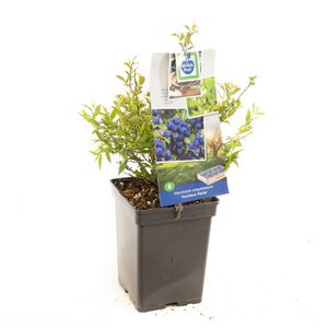 Blauwe bes (pluk jul/aug & sep/okt) Vaccinium corymbosum Hortblue Petit