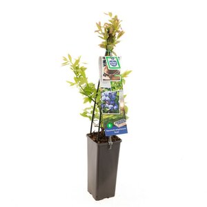 Blauwe bes (pluk juli) Vaccinium corymbosum Duke