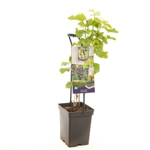 Blauwe druif Vitis vin. Muscat Blue - draagbeuge