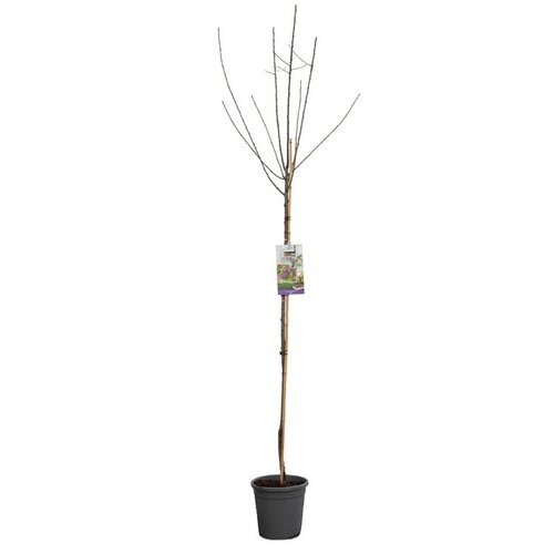 Blauwe pruim Prunus dom. Opal hoogstam