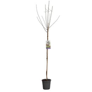 Blauwe pruim Prunus dom. Opal hoogstam