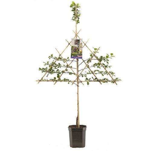 Blauwe pruim Prunus dom. Opal leivorm