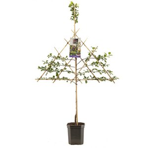 Blauwe pruim Prunus dom. Opal leivorm