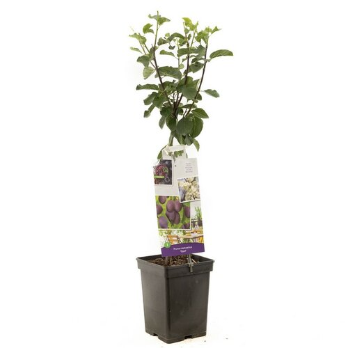 Blauwe pruim Prunus dom. Opal Patio