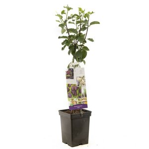 Blauwe pruim Prunus dom. Opal Patio
