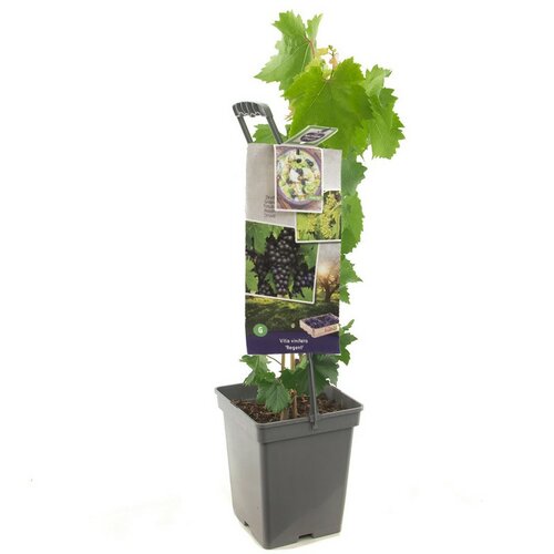 Blauwe tafeldruif Vitis vin. Regent - draagbeugel