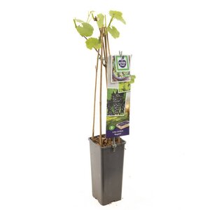 Blauwe tafeldruif Vitis vinifera Regent