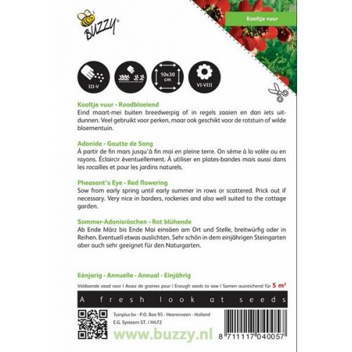 Buzzy® Adonis, Kooltje Vuur roodbloeiend - afbeelding 2