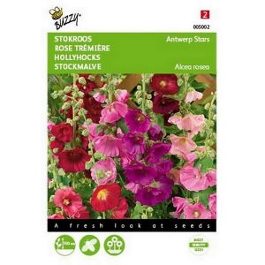 Buzzy® Althaea (Alcea), Stokroos Antwerp Stars mix - afbeelding 1